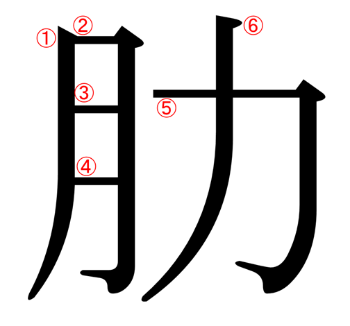 月 にくづき に力 肋 の漢字の意味や読み方や部首や画数や熟語や書き方や異体字は More E Life